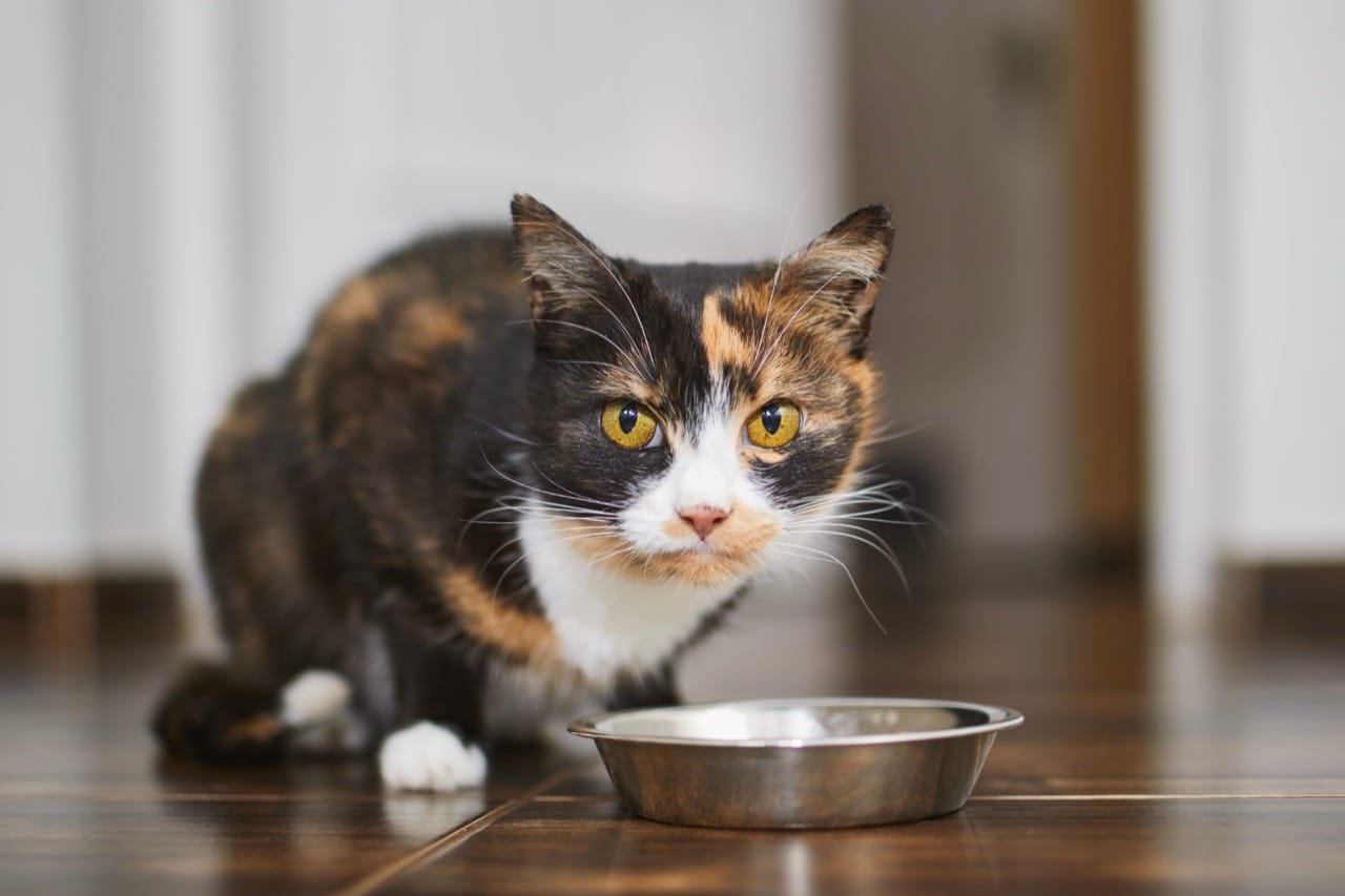 Puration Cat Secrets of the Purring Planet
